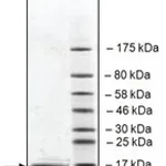 Merck BRD2 (65-187) HIS TAG HUMAN