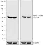 Thermo Fisher Scientific Chicken anti-Rat IgG (H+L) Cross-Adsorbed Secondary Antibody, AP