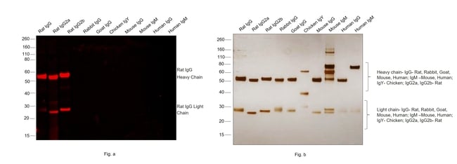 Thermo Fisher Scientific Donkey anti-Rat IgG (H+L) Highly Cross-Adsorbed Secondary Antibody, Alexa Fluor Plus 594