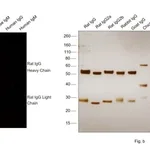 Thermo Fisher Scientific Donkey anti-Rat IgG (H+L) Highly Cross-Adsorbed Secondary Antibody, Alexa Fluor Plus 594
