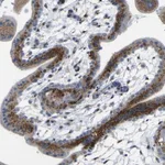 Merck Anti-IGF2R antibody produced in rabbit