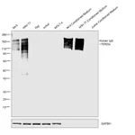 Thermo Fisher Scientific Goat anti-Human IgG Fc Cross-Adsorbed Secondary Antibody, HRP