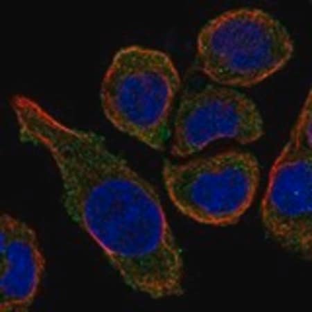 Merck Anti-MS4A15 antibody produced in rabbit