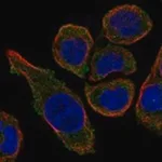 Merck Anti-MS4A15 antibody produced in rabbit