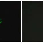 Merck Anti-TAS1R3 antibody produced in rabbit