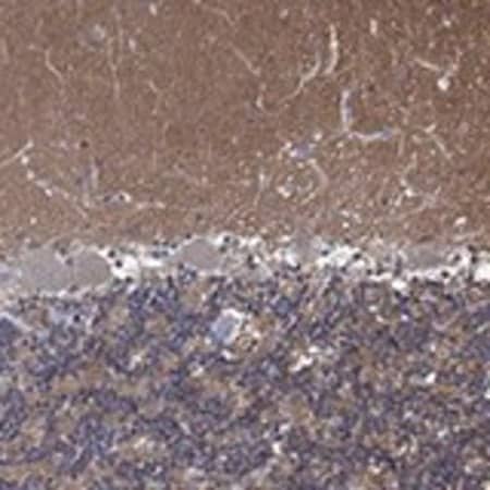 Merck Anti-ZNF671 antibody produced in rabbit