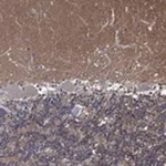 Merck Anti-ZNF671 antibody produced in rabbit
