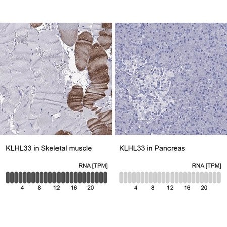 Merck Anti-KLHL33 antibody produced in rabbit