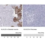 Merck Anti-KLHL33 antibody produced in rabbit