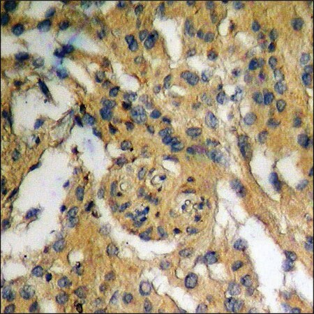 Merck Anti-phospho-IKK-alpha (pSer176) /IKK-beta (pSer177) antibody produced in rabbit