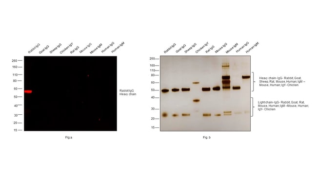 Thermo Fisher Scientific F(ab`)2-Goat anti-Rabbit IgG (H+L) Cross-Adsorbed Secondary Antibody, Alexa Fluor Plus 555