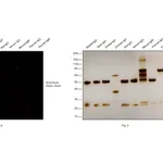 Thermo Fisher Scientific F(ab`)2-Goat anti-Rabbit IgG (H+L) Cross-Adsorbed Secondary Antibody, Alexa Fluor Plus 555