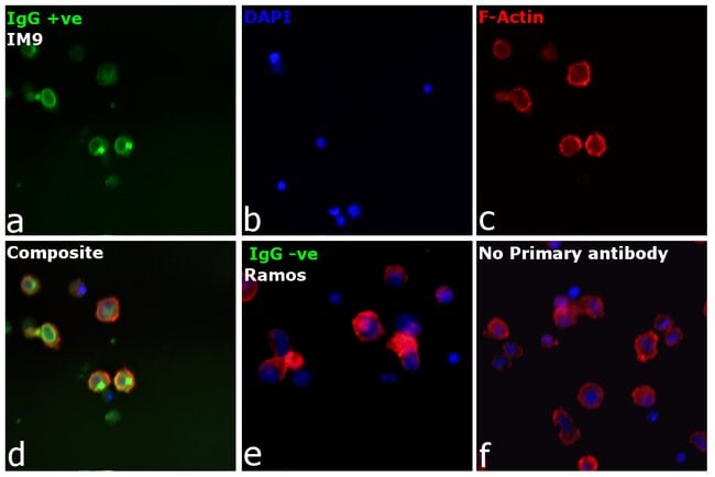 Thermo Fisher Scientific F(ab`)2-Goat anti-Human IgG Fc gamma Secondary Antibody
