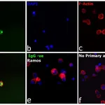 Thermo Fisher Scientific F(ab`)2-Goat anti-Human IgG Fc gamma Secondary Antibody