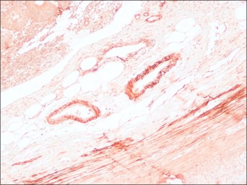 Merck ANTI-MOUSE IGG (FC FRAGMENT) PEROXIDASE&