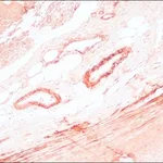 Merck ANTI-MOUSE IGG (FC FRAGMENT) PEROXIDASE&