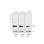 Thermo Fisher Scientific Goat anti-Mouse IgG Fc Secondary Antibody, Biotin