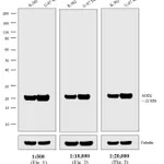 Thermo Fisher Scientific Goat anti-Mouse IgG (H+L) Secondary Antibody, Biotin