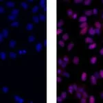 Thermo Fisher Scientific Rat anti-Mouse IgG2a Secondary Antibody, eFluor 570, eBioscience
