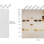 Thermo Fisher Scientific Goat anti-Rabbit IgG (H+L) Cross-Adsorbed Secondary Antibody, HRP
