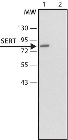 Merck Anti-Serotonin Transporter (N-terminal) antibody produced in rabbit