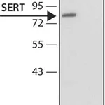 Merck Anti-Serotonin Transporter (N-terminal) antibody produced in rabbit