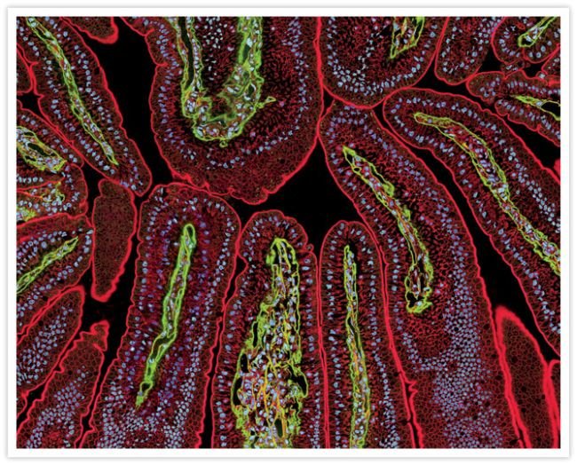 Thermo Fisher Scientific F(ab`)2-Goat anti-Rabbit IgG (H+L) Secondary Antibody, Qdot 525