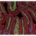 Thermo Fisher Scientific F(ab`)2-Goat anti-Rabbit IgG (H+L) Secondary Antibody, Qdot 525
