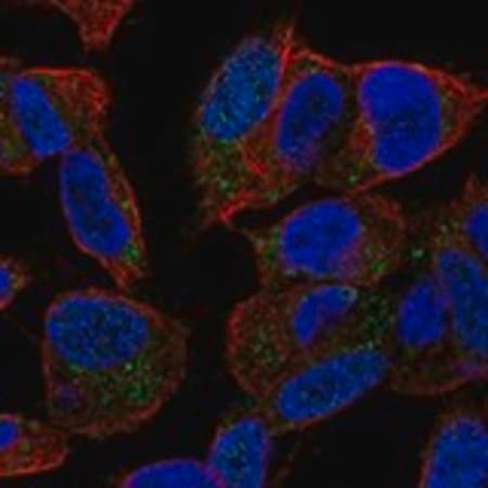 Merck Anti-SPAG11B antibody produced in rabbit
