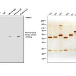 Thermo Fisher Scientific Mouse anti-Human IgG4 Fc Secondary Antibody, HRP