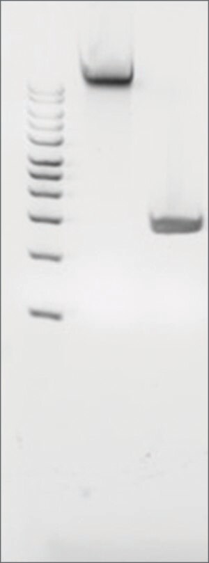 Merck MICROBIAL DNA STANDARD FROM PORPHYROMONA