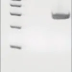 Merck MICROBIAL DNA STANDARD FROM PORPHYROMONA