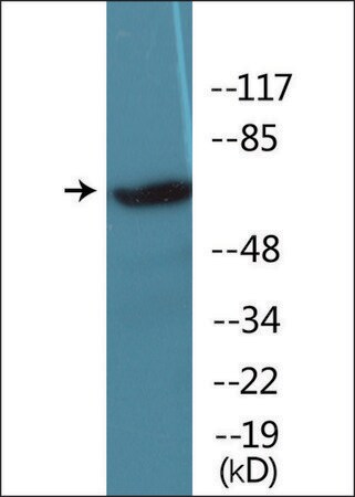 Merck Anti-phospho-IRAK1 (pThr209) antibody produced in rabbit