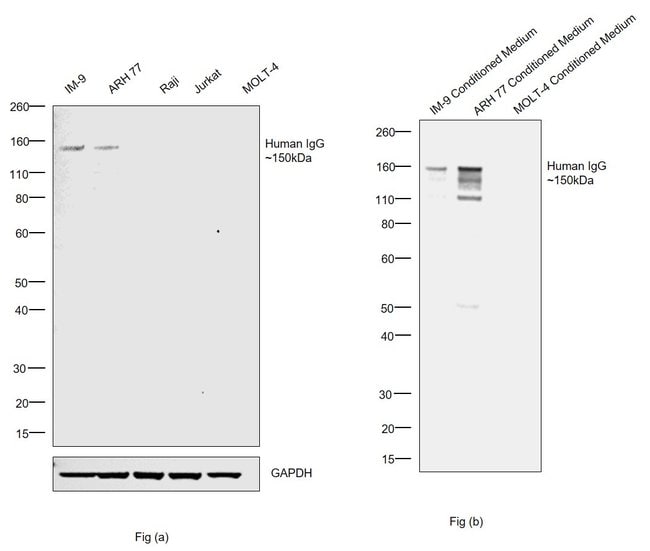 Thermo Fisher Scientific Mouse anti-Human IgG Fc Secondary Antibody