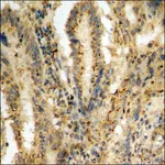 Merck Anti-phospho-IkappaB-alpha (pSer32/36) antibody produced in rabbit