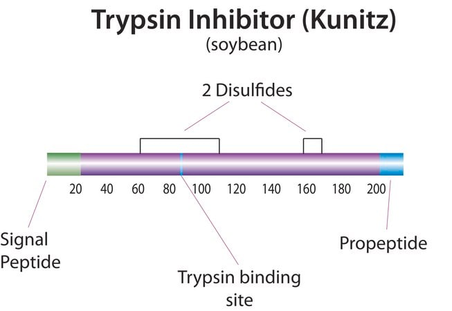 Merck Trypsin inhibitor from Glycine max (soybean)