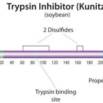 Merck Trypsin inhibitor from Glycine max (soybean)