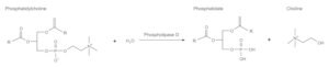 Merck PHOSPHOLIPASE D TYPE II FROM PEANUT