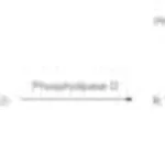 Merck PHOSPHOLIPASE D TYPE II FROM PEANUT