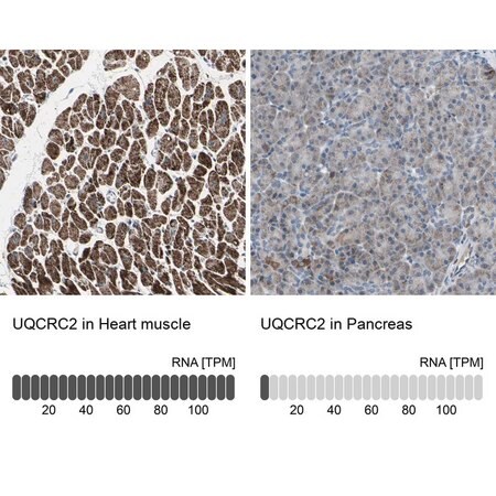 Merck Anti-UQCRC2 antibody produced in rabbit