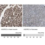 Merck Anti-UQCRC2 antibody produced in rabbit