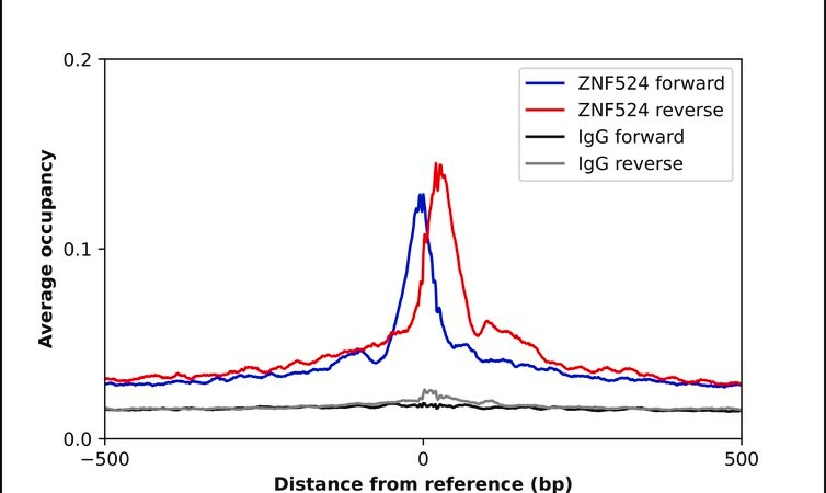 Merck Anti-ZNF524 antibody produced in rabbit