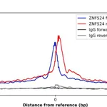 Merck Anti-ZNF524 antibody produced in rabbit
