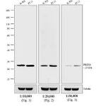 Thermo Fisher Scientific Chicken anti-Rabbit IgG (H+L) Cross-Adsorbed Secondary Antibody, Biotin