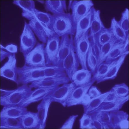 Merck Anti-Rabbit IgG (H+L), highly cross-adsorbed, CF(TM) 350 antibody produced in donkey