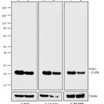 Thermo Fisher Scientific F(ab`)2-Donkey anti-Mouse IgG (H+L) Highly Cross-Adsorbed Secondary Antibody, Biotin