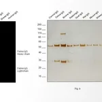 Thermo Fisher Scientific Goat anti-Feline IgG (H+L) Secondary Antibody