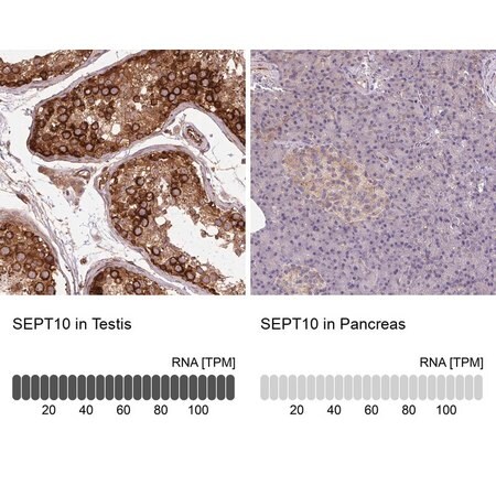 Merck Anti-SEPT10 antibody produced in rabbit