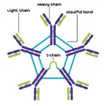 Merck BOVINE IMMUNOGLOBULIN M (IGM), FROM &