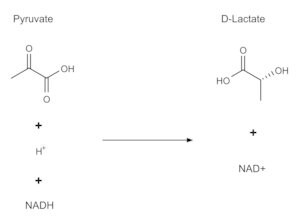 Merck D-LACTIC DEHYDROGENASE FROM LACTOBACILLU